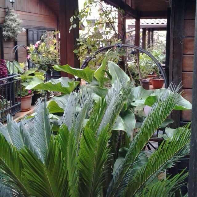 Cabanas Valle Verde Moya  Buitenkant foto